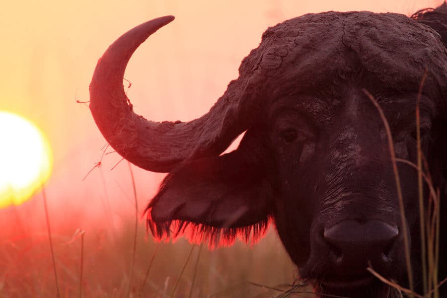 Cape buffalo portrait at sunset