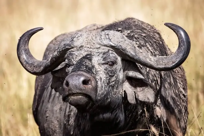 Cape buffalo covered in mud