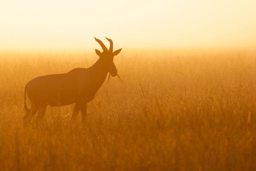 Coke's hartebeest, also called kongoni, foraging in grass at sunrise