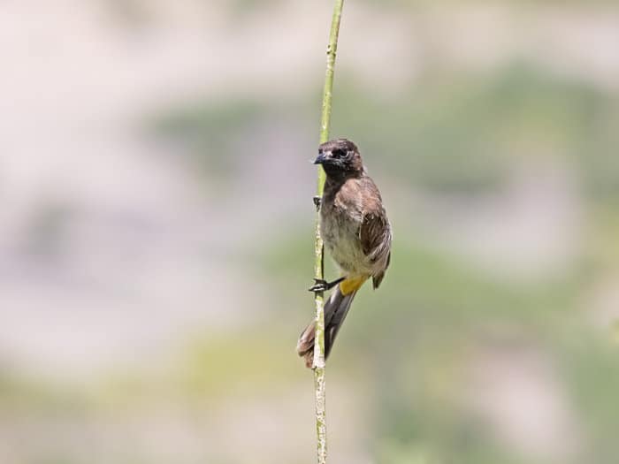 Common bulbul, perched, in Olduvai Gorge