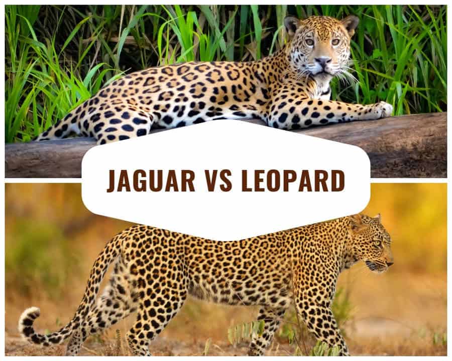 Jaguar vs Leopard – Top 12 Key Differences and Comparisons