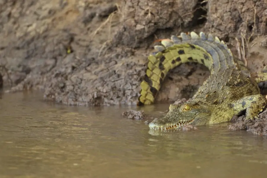 Crocodile on a mud bank