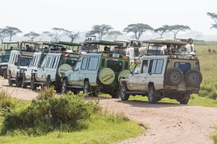 Watching animals in the Serengeti causes a traffic jam