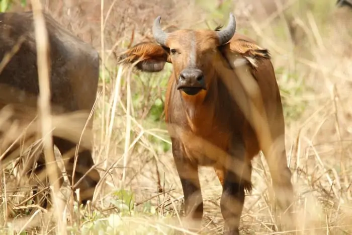 Young Sudanese buffalo in the bush