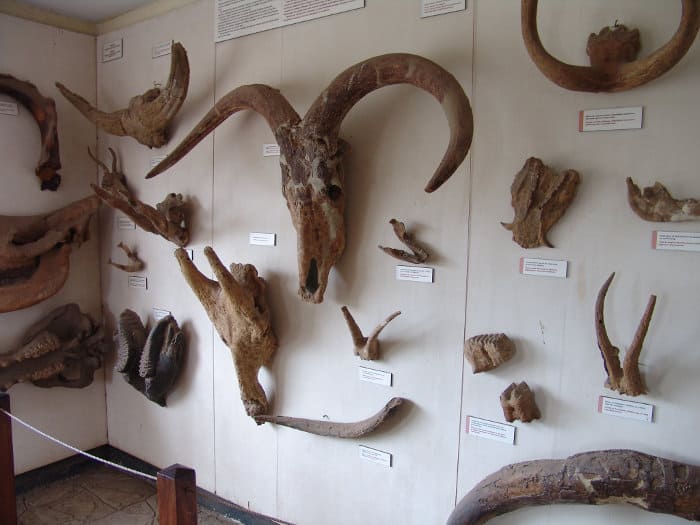 Animal skulls and bones found around Oldupai