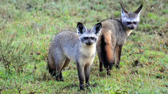 A pair of bat-eared foxes in the Serengeti