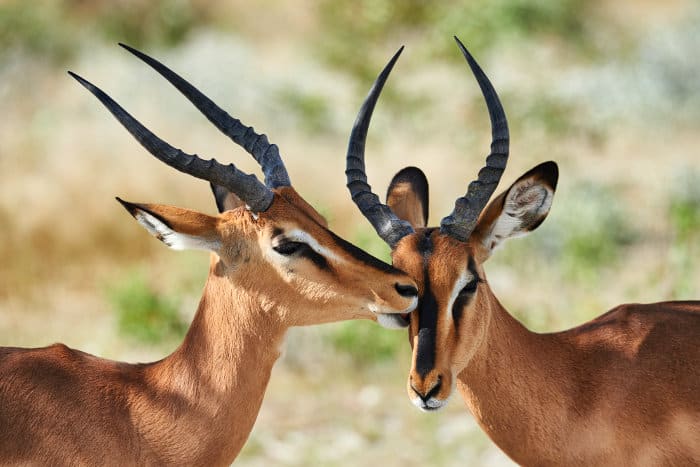 Tender love between two black-faced impala
