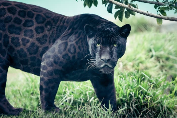 Rosette patterns on a black panther
