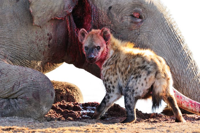 Bloody hyena feeds on a dead elephant