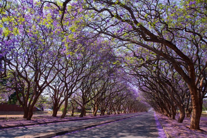 Tunnel of blooming Jacaranda trees, on Milton Avenue in Harare