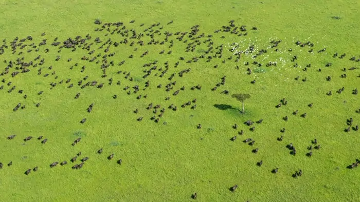 African buffalo aerial shot over the Masai Mara