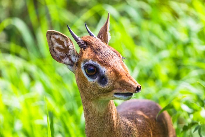 What is a Dik-Dik? Fun Facts About the Cutest African Antelope
