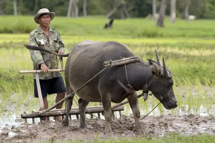 Plough with domestic water buffalo