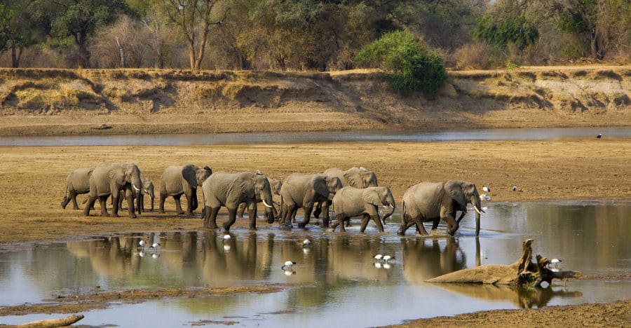 Elephants crossing the Luangwa river in Zambia