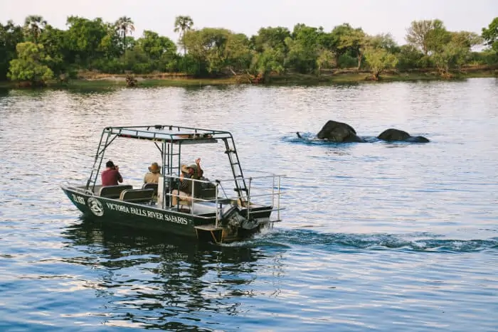 Tourists watching bathing elephants on a Zambezi river cruise