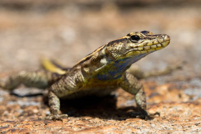 Female flat lizard photographed in Matobo Hills National Park