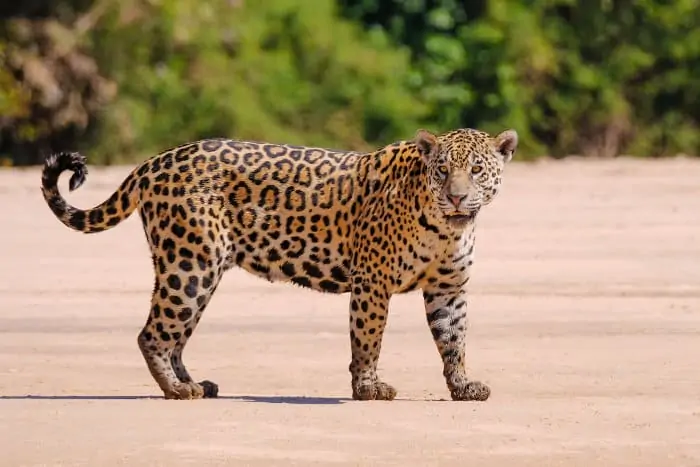 Female jaguar on the banks of the Cuiabá River