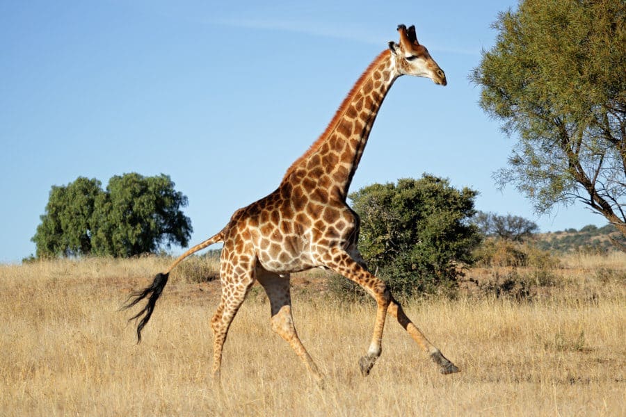 Male giraffe in running motion
