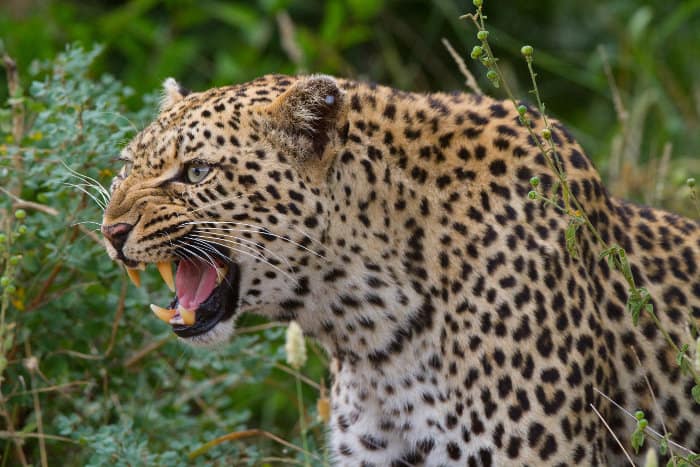 Growling female leopard showing its teeth