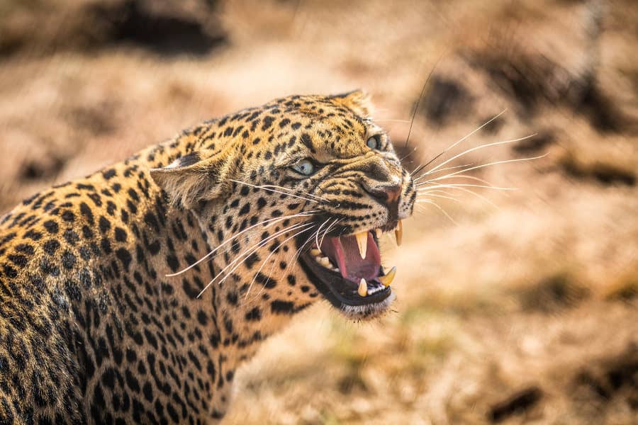 Growling leopard in the Kruger