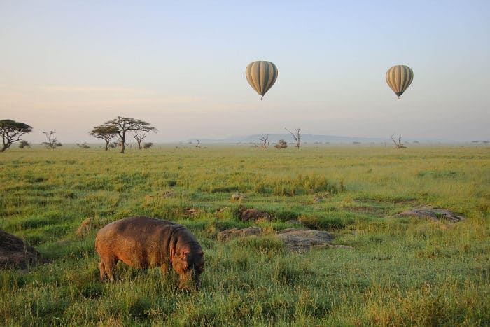 Lone hippo and balloons over the Serengeti