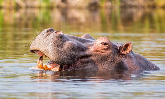 Lone hippo in the Caprivi strip