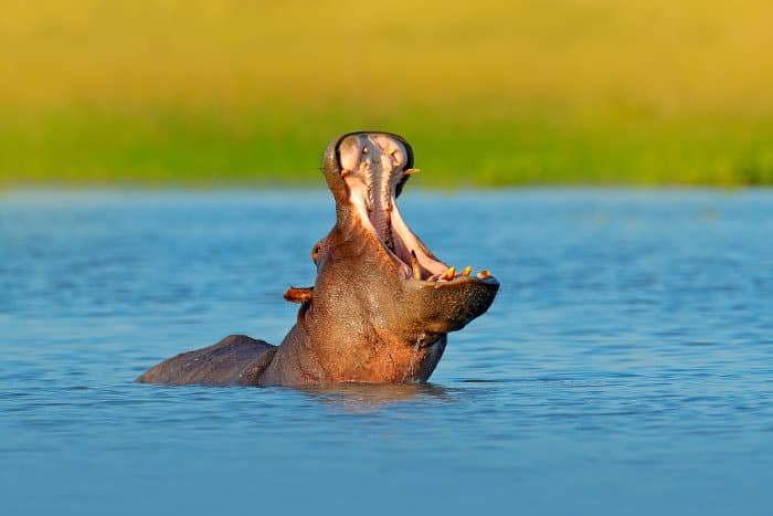 Hippo with open mouth in Botswana