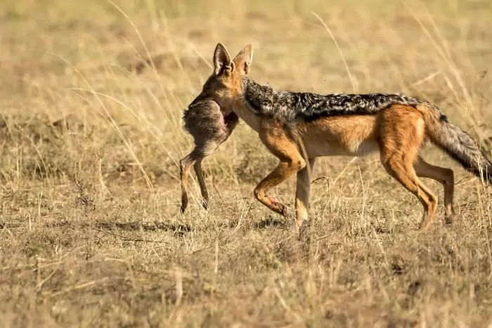 Black-backed jackal with rear end of a dik-dik in its mouth