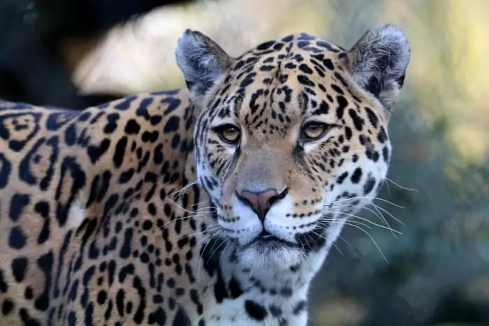 Jaguar portrait