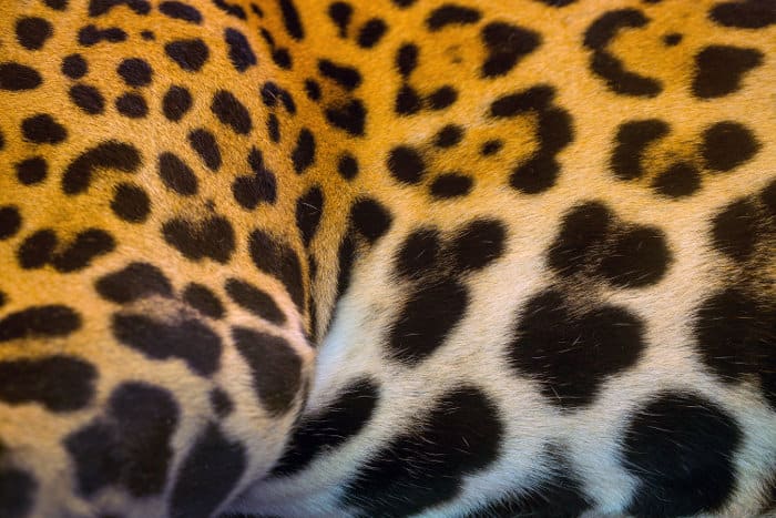 Jaguar rosette pattern