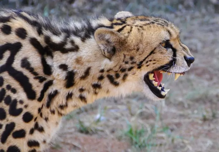 Angry king cheetah in growling mode