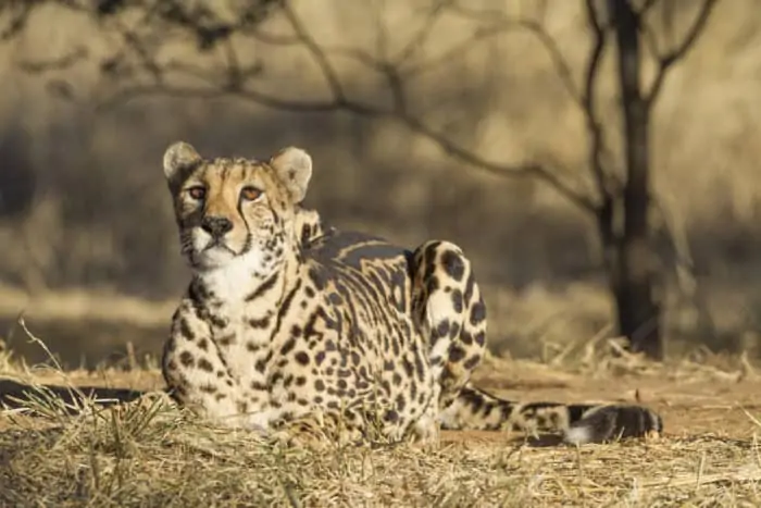 Rare female king cheetah in South Africa