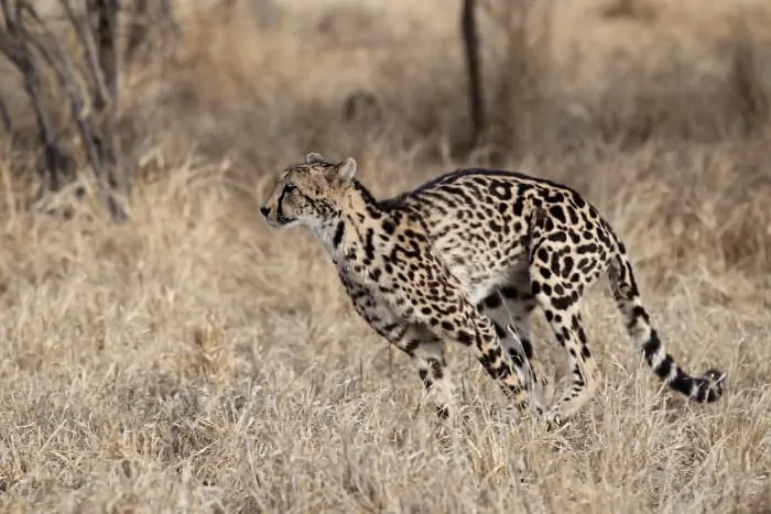 King cheetah in running motion