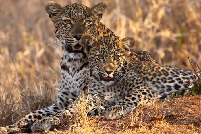 Leopard and cub family portrait