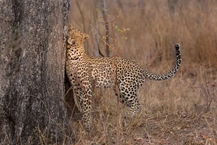 Lone leopard scent-marking his territory on a tree