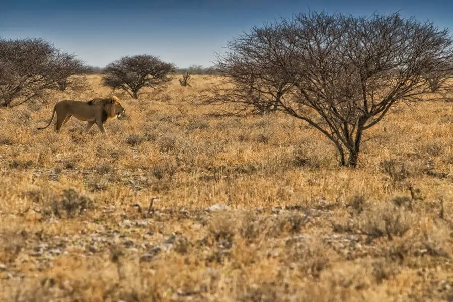 Lion walking on the African savannah
