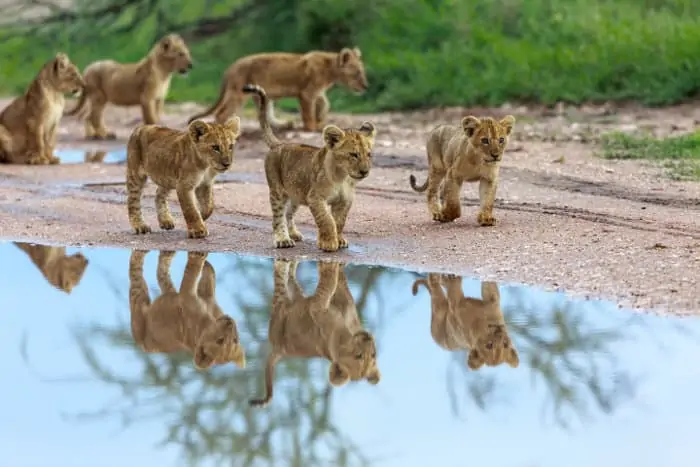 Lion cubs playing near a puddle of water