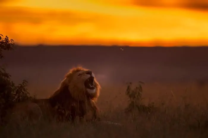 Lion roaring at sunrise