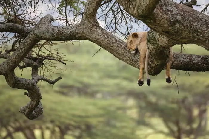 Lioness sleeping in a tree in Tanzania's Serengeti National Park