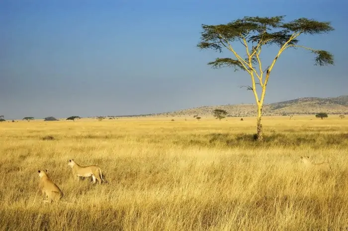 Lions hunting on the African plains