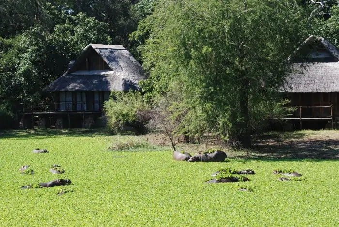 Hippo pool in front of a lodge in South Luangwa