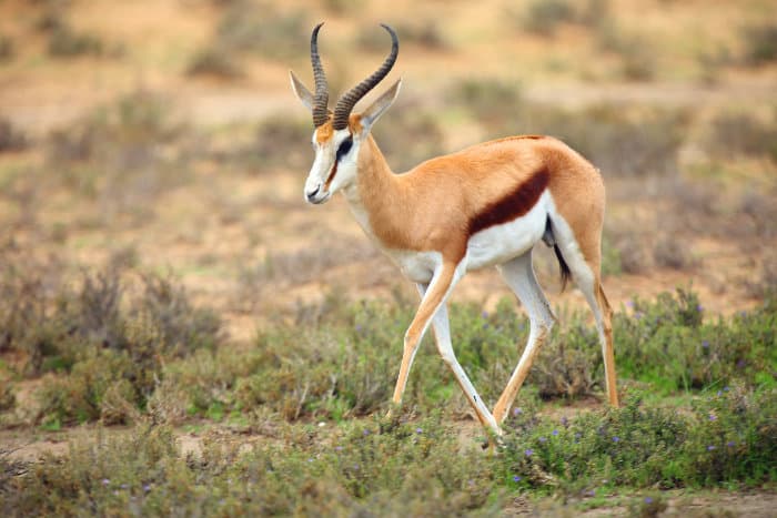 Male springbok in the Kalahari desert