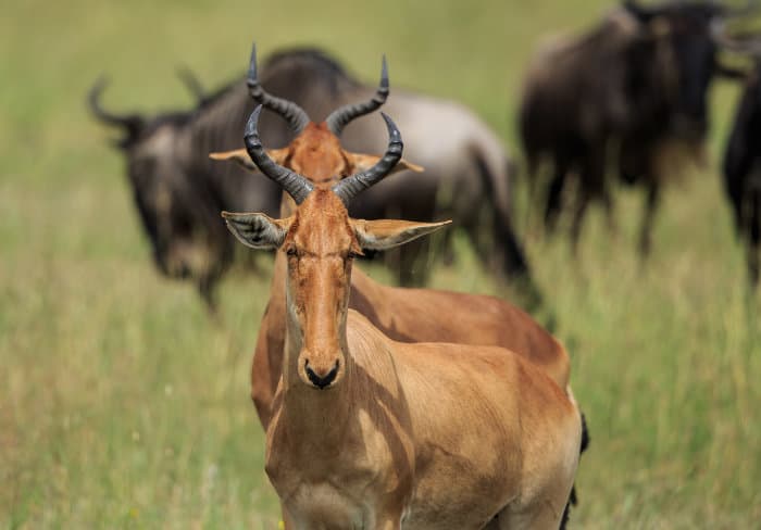 A pair of Coke's hartebeest in East Africa