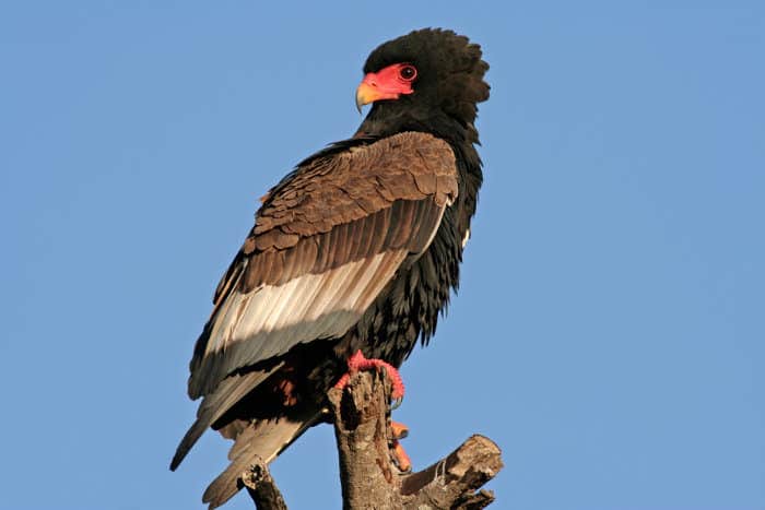 Female bateleur eagle perched on a branch in Kruger