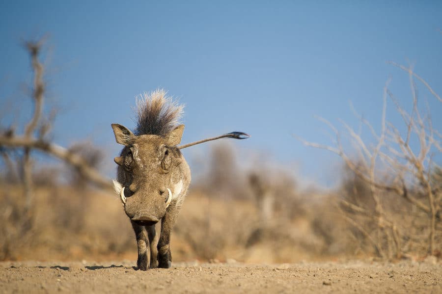 Pumbaa the warthog with an impressive mohawk