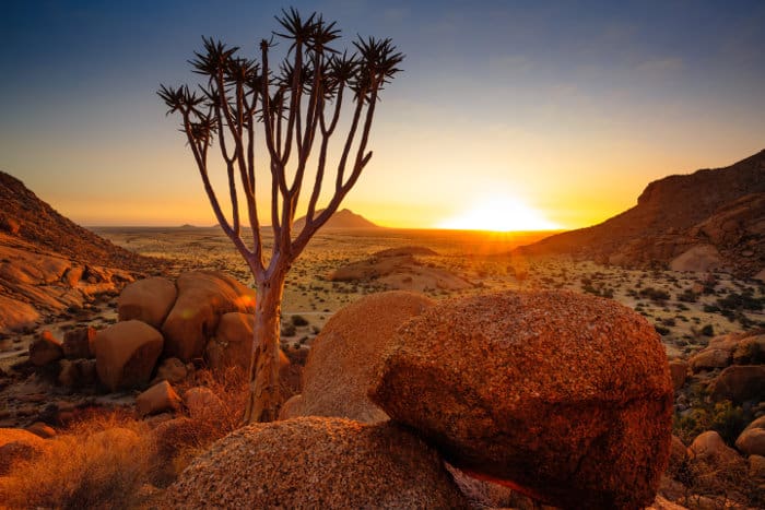 Quiver tree in Spitzkoppe, Damaraland
