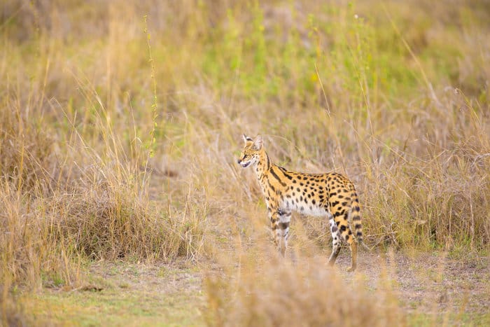 Serval looking for prey in the Serengeti 