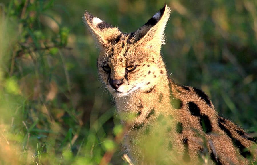 Serval portrait, standing in the bushes in the Masai Mara