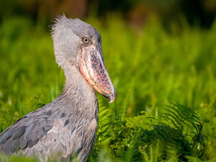 Shoebills are still commonly known as the whale-headed stork