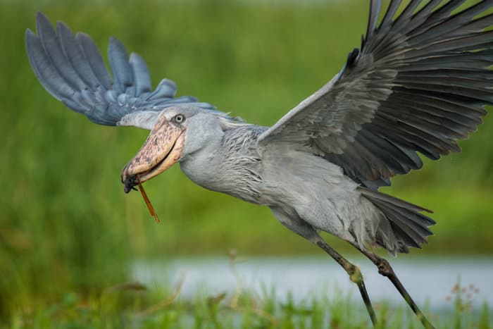 Shoebill stork ready for take-off, with prey in its beak